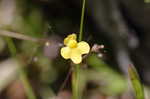 Zigzag bladderwort